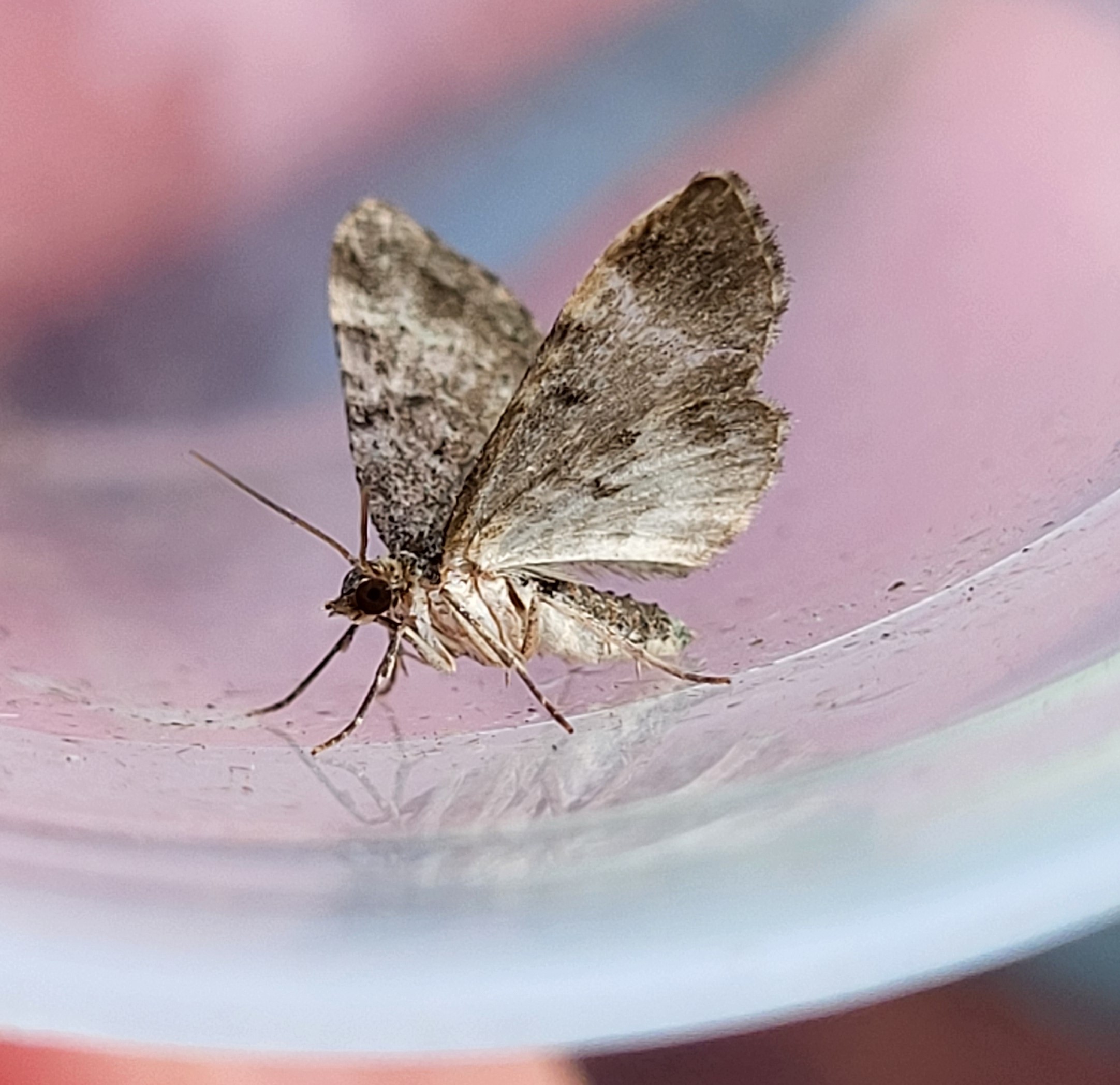 Photo of Common Carpet (Epirrhoe alternata)